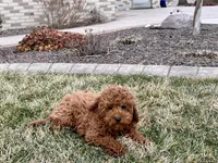 Kyle F1b, a male Cavapoo for sale in Nappanee, IN – Photo 7 of 7