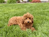 Kyle F1b, a male Cavapoo for sale in Nappanee, IN – Photo 1 of 9