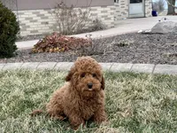 Kyle F1b, a male Cavapoo for sale in Nappanee, IN – Photo 5 of 7