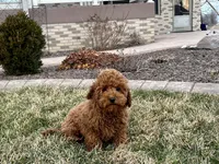 Kyle F1b, a male Cavapoo for sale in Nappanee, IN – Photo 3 of 7