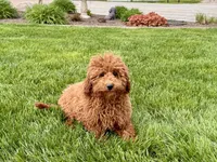 Kyle F1b, a male Cavapoo for sale in Nappanee, IN – Photo 8 of 9