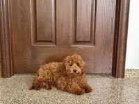 Kyle F1b, a male Cavapoo for sale in Nappanee, IN – Photo 2 of 9