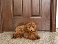 Kyle F1b, a male Cavapoo for sale in Nappanee, IN – Photo 4 of 9