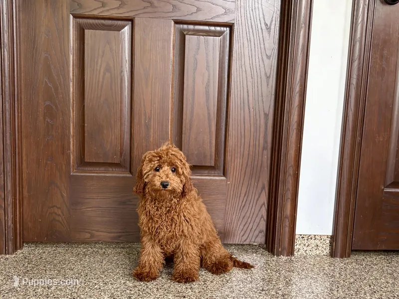 Kyle F1b – Cavapoo puppy for sale in Nappanee, IN