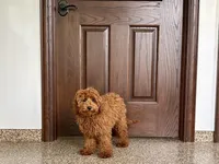 Kyle F1b, a male Cavapoo for sale in Nappanee, IN – Photo 5 of 9