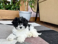 Corrie , a female Havanese for sale in Nappanee, IN – 2 of 10