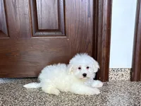 Colton , a male Coton de Tulear for sale in Nappanee, IN – 5 of 7