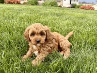 Sally , a female Cavapoo and Poodle - Miniature  for sale in Nappanee, IN – Photo 3 of 7