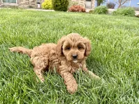 Sally , a female Cavapoo and Poodle - Miniature  for sale in Nappanee, IN – Photo 7 of 7
