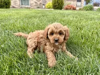 Sally , a female Cavapoo and Poodle - Miniature  for sale in Nappanee, IN – Photo 5 of 7