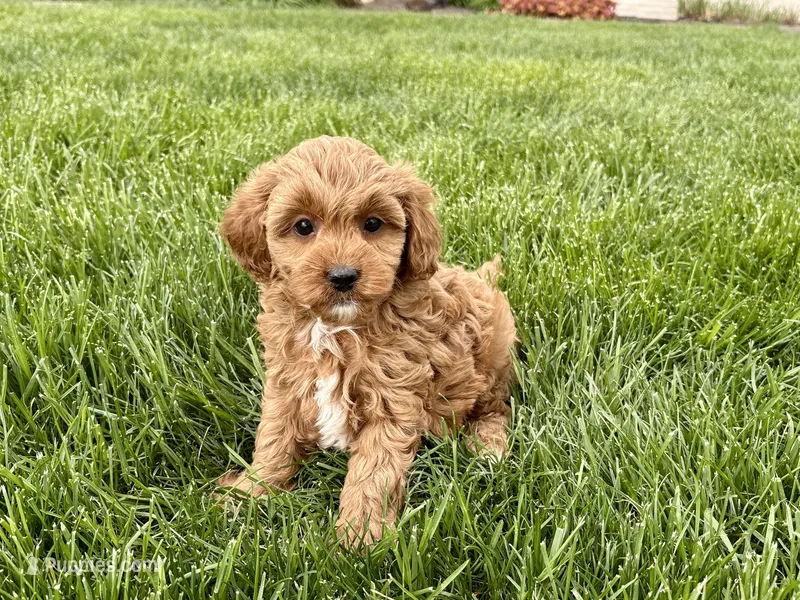 Sally  – Cavapoo, Poodle - Miniature  puppy for sale in Nappanee, IN