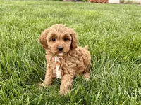 Sally , a female Cavapoo and Poodle - Miniature  for sale in Nappanee, IN – Photo 1 of 7