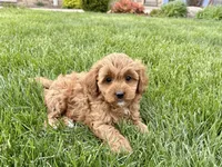 Sally , a female Cavapoo and Poodle - Miniature  for sale in Nappanee, IN – Photo 2 of 7