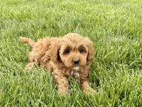 Sally , a female Cavapoo and Poodle - Miniature  for sale in Nappanee, IN – Photo 6 of 7
