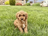 Sally , a female Cavapoo and Poodle - Miniature  for sale in Nappanee, IN – Photo 4 of 7