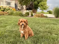 Lenny, a male Maltipoo for sale in Nappanee, IN – 5 of 8
