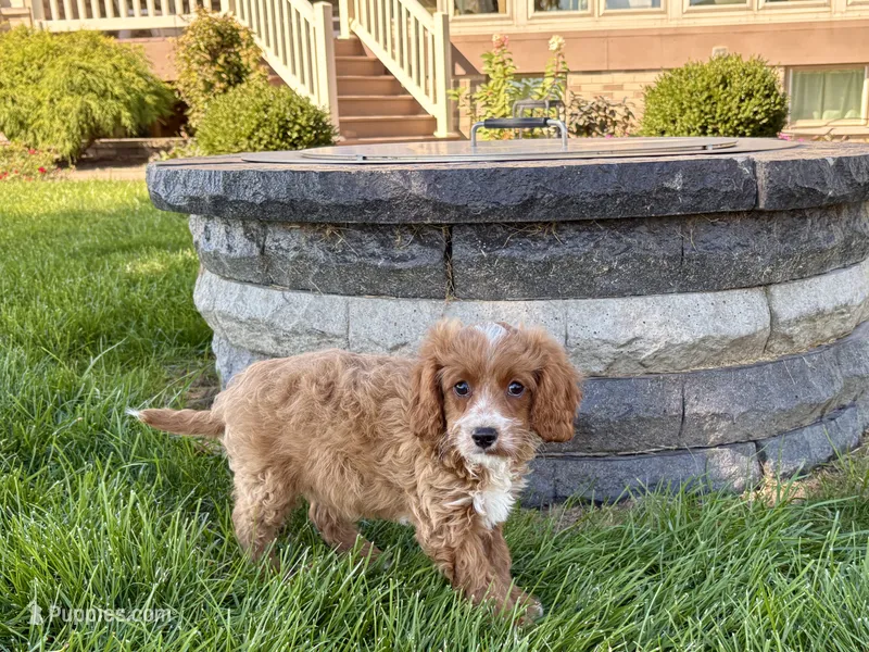 Frank – Cockapoo, Cavalier King Charles Spaniel puppy for sale in Nappanee, IN
