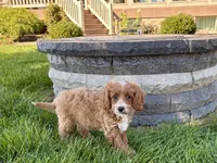 Frank, a male Cockapoo and Cavalier King Charles Spaniel for sale in Nappanee, IN – 1 of 10