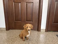 Henry , a male Havapoo for sale in Nappanee, IN – 7 of 10