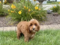 Dena, a female Cavapoo for sale in Nappanee, IN – 2 of 8
