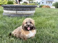 Gloria , a female Lhasa Apso for sale in Nappanee, IN – 5 of 10