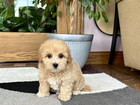 Gina , a female Maltipoo for sale in Nappanee, IN – 5 of 6