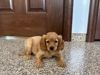 Jade, a female Cavapoo and Cockapoo for sale in Nappanee, IN – 6 of 6