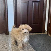 Quinn, a male Maltipoo for sale in Nappanee, IN – Photo 4 of 6