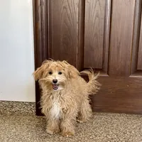 Quinn, a male Maltipoo for sale in Nappanee, IN – Photo 1 of 6