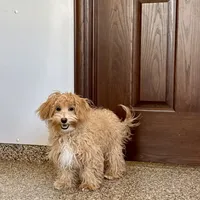 Quinn, a male Maltipoo for sale in Nappanee, IN – Photo 3 of 6