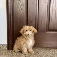 Quinn, a male Maltipoo for sale in Nappanee, IN – Photo 6 of 6