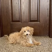 Quinn, a male Maltipoo for sale in Nappanee, IN – Photo 2 of 6