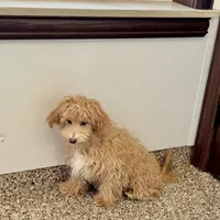 Quinn, a male Maltipoo for sale in Nappanee, IN – Photo 5 of 6