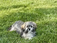 Gloria , a female Lhasa Apso for sale in Nappanee, IN – 2 of 8