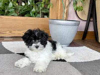 Corrie , a female Havanese for sale in Nappanee, IN – 5 of 10