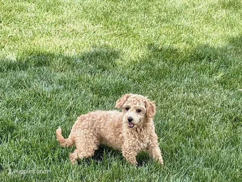 Pooton  – Coton de Tulear, Poodle - Toy  puppy for sale in Nappanee, IN
