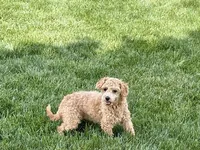 Pooton , a female Coton de Tulear and Poodle - Toy  for sale in Nappanee, IN – 1 of 4
