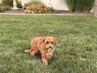 Lenny, a male Maltipoo for sale in Nappanee, IN – 4 of 8