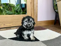 Wendy, a female Coton de Tulear for sale in Nappanee, IN – Photo 9 of 10