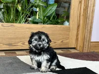 Wendy, a female Coton de Tulear for sale in Nappanee, IN – Photo 6 of 10
