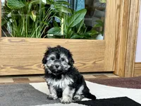 Wendy, a female Coton de Tulear for sale in Nappanee, IN – Photo 5 of 10