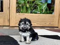Wendy, a female Coton de Tulear for sale in Nappanee, IN – Photo 3 of 10