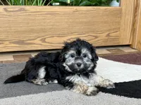 Wendy, a female Coton de Tulear for sale in Nappanee, IN – Photo 7 of 10