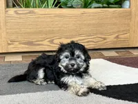 Wendy, a female Coton de Tulear for sale in Nappanee, IN – Photo 2 of 10