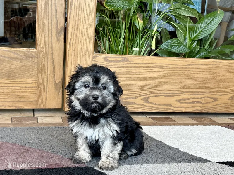 Wendy – Coton de Tulear puppy for sale in Nappanee, IN