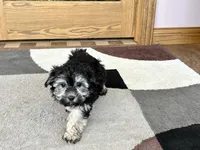 Wendy, a female Coton de Tulear for sale in Nappanee, IN – Photo 4 of 10