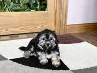 Wendy, a female Coton de Tulear for sale in Nappanee, IN – Photo 10 of 10