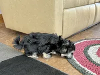 Wendy, a female Coton de Tulear for sale in Nappanee, IN – Photo 8 of 10