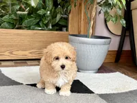 Tiny , a male Maltipoo for sale in Nappanee, IN – 4 of 9
