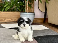 Jami , a female Lhasa Apso and Maltese for sale in Nappanee, IN – 5 of 8